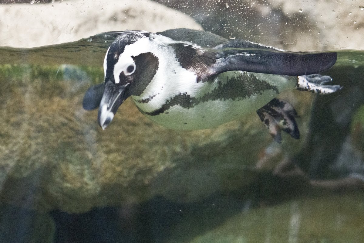 Florida Aquarium - Gallery Image 2